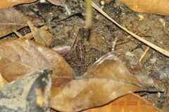 Pseudopaludicola pusilla