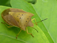 Lelia decempunctata