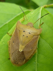 Lelia decempunctata