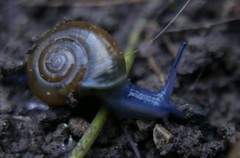 Aegopinella nitidula