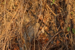 Uropsila leucogastra