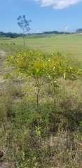 Citharexylum spinosum