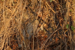 Uropsila leucogastra