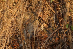 Uropsila leucogastra