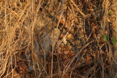 Uropsila leucogastra