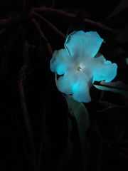 Brunfelsia