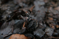 Xylaria carpophila