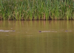 Hydrictis maculicollis