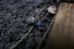 Aegopinella nitidula