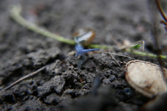 Aegopinella nitidula