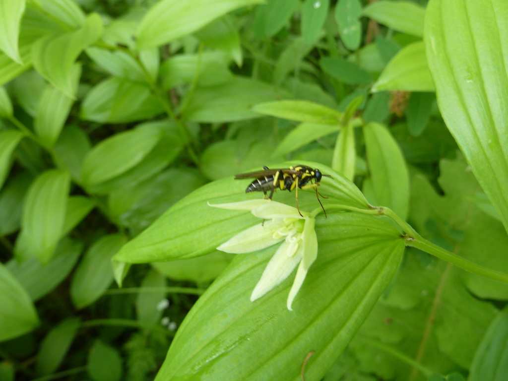 Disporum viridescens; photograph (c) Andreas Taeger, some rights reserved (CC BY)