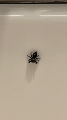 Phidippus audax
