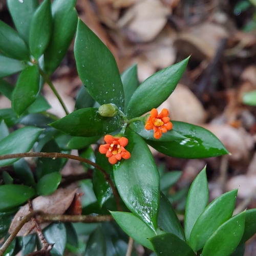 Jacquinia umbellata A. DC.