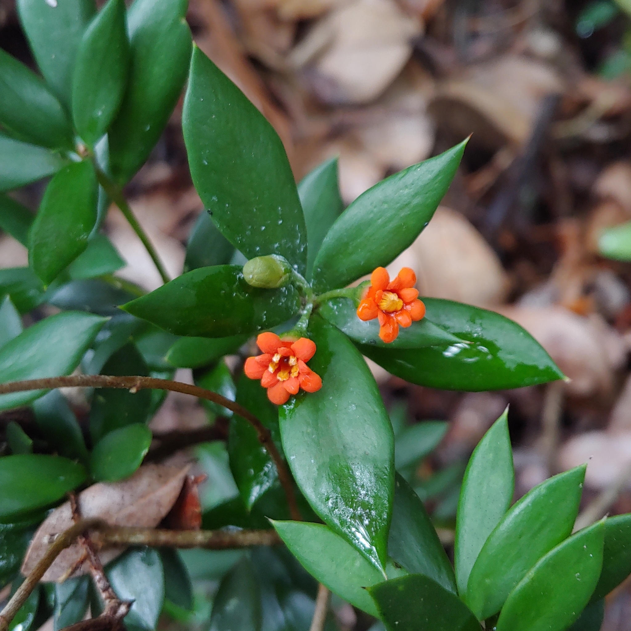 Bonellia umbellata
