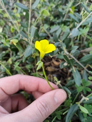 Oxalis pes-caprae