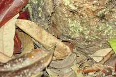 Sphaerodactylidae