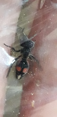Cephalomutilla graviceps
