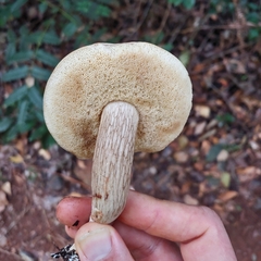 Retiboletus vinaceipes