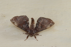 Apatelodes albipunctata