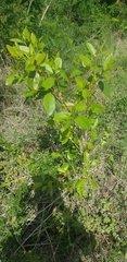 Citharexylum spinosum