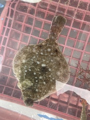 Pleuronichthys ritteri