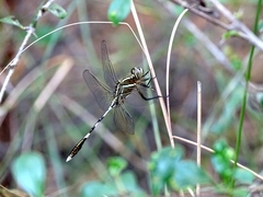 Orthetrum sabina