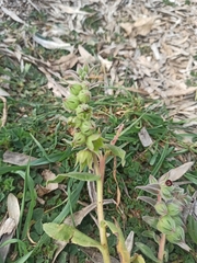 Nonea vesicaria