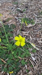Oxalis pes-caprae