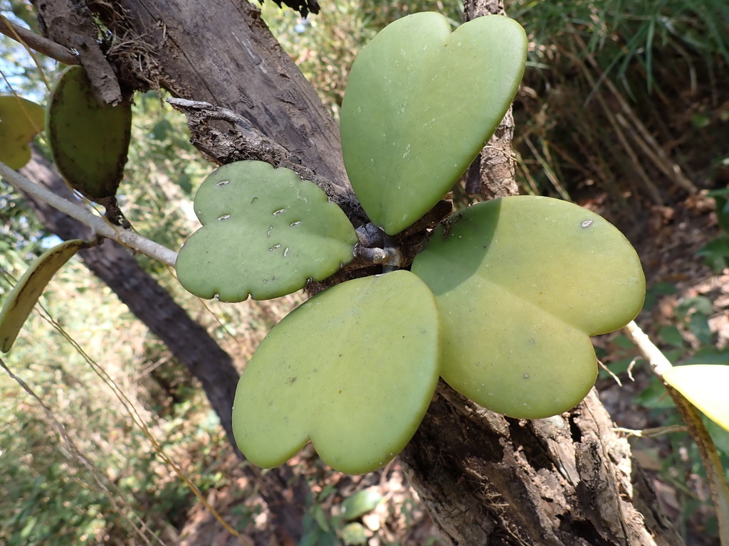 Hoya Kerrii