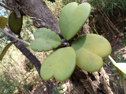Hoya kerrii Craib