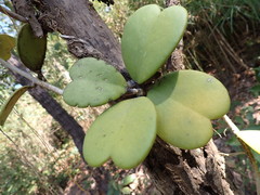 Hoya kerrii
