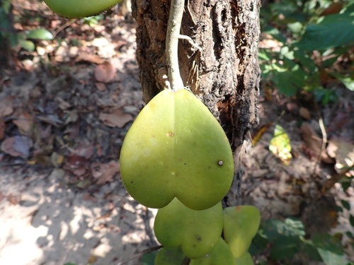 Hoya kerrii