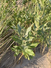 Salix cordata