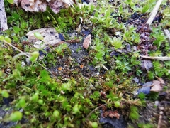 Octospora excipulata