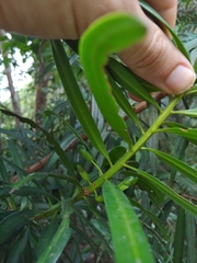 Podocarpus coriaceus