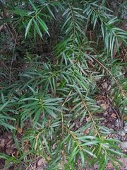 Podocarpus coriaceus