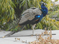 Pavo cristatus