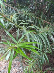 Podocarpus coriaceus