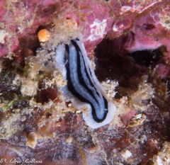 Phyllidiopsis xishaensis