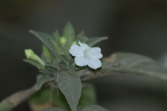 Ruellia foetida