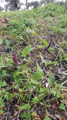 Aristolochia baetica