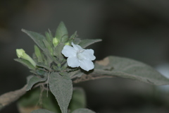 Ruellia foetida