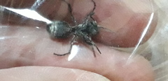 Cephalomutilla graviceps