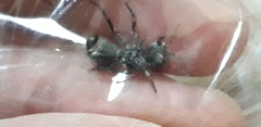 Cephalomutilla graviceps