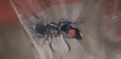 Cephalomutilla graviceps