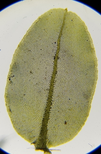 Plagiomnium rostratum