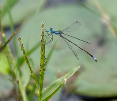 Lestes forficula