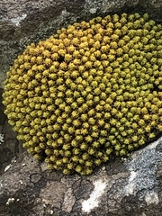 Hypodontium pomiforme