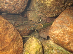 Macrobrachium laevis