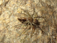 Pardosa sumatrana